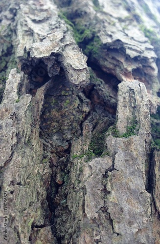 Just bark on a tree. Beautiful structural surface of the bark on different trees. The Scarecrow forest watching us.