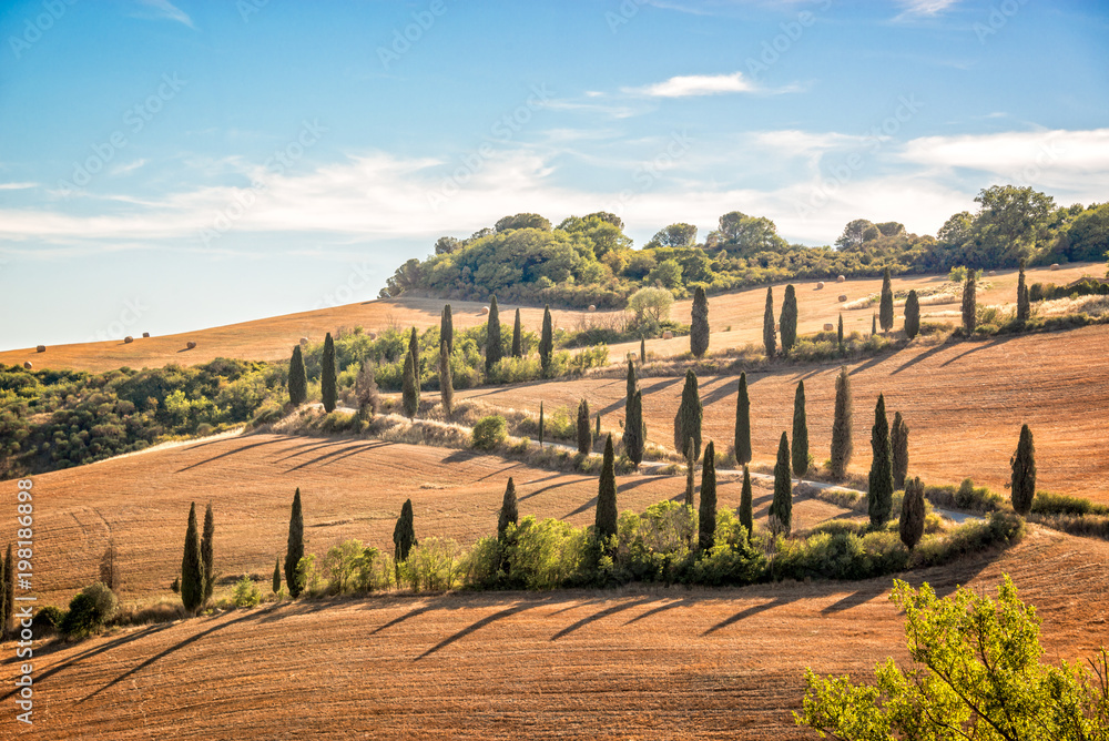 Beautiful typical landscape of Tuscany with rows of cypresses, La Foce, Tuscany,  Italy