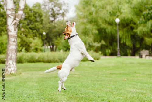 Fototapeta Naklejka Na Ścianę i Meble -  Happy Jack Russell Terrier dog jumping and playing at park lawn