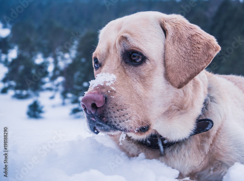 A sad labrador on the snow