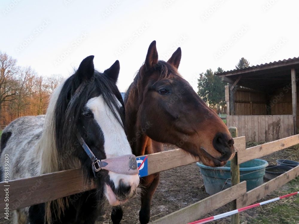 Fototapeta premium Pferdekopf