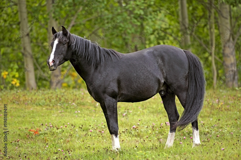 Obraz premium Black Arabian Stallion at summer pasture.