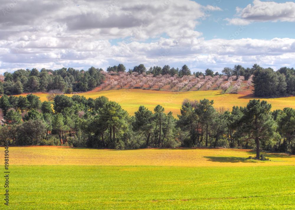 Fototapeta premium Green city park with trees. Beautiful summer landscape