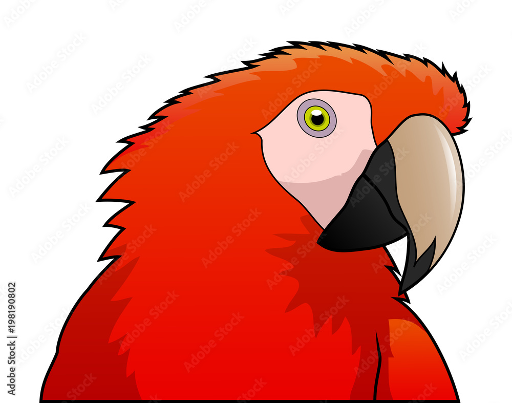 cute parrot red macaw cartoon isolated on white background. Vector illustration Stock Vector | Adobe Stock cute parrot red macaw cartoon isolated on white background. Vector illustration Stock Vector | Adobe Stock