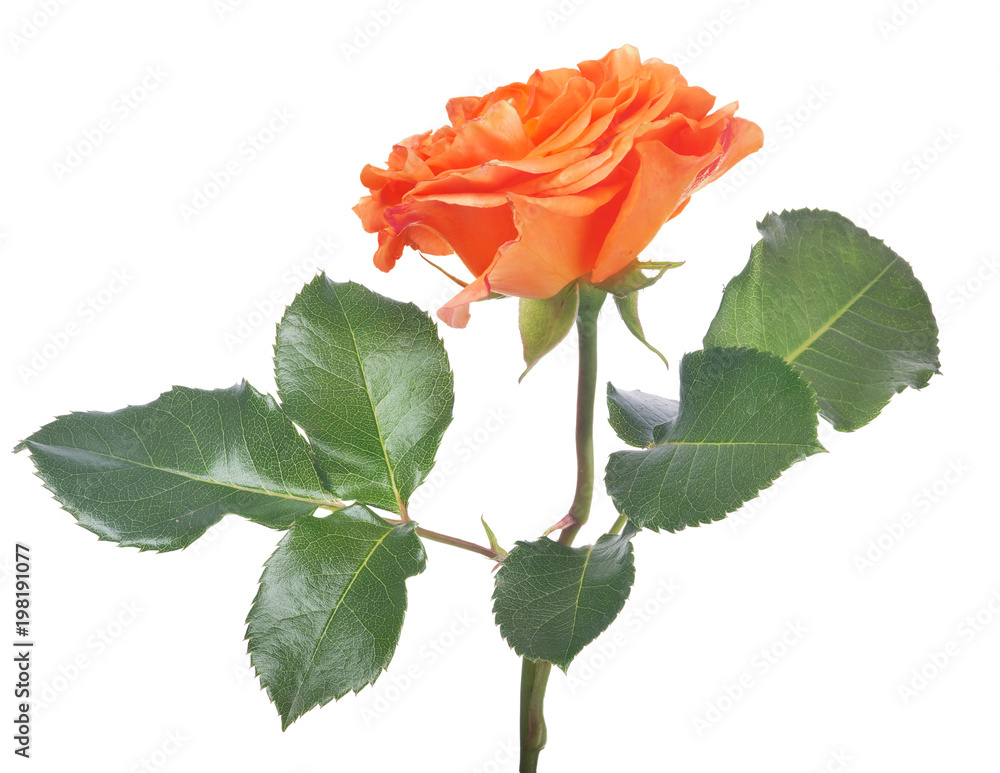 Naklejka premium orange color isolated rose with dark green leaves