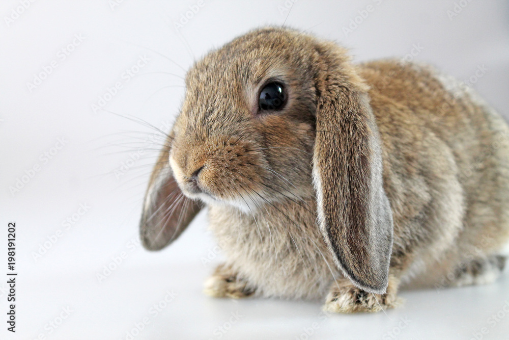 Brown Lop-earred rabbit on white background. Shooting in the studio. Brown Lop-earred rabbit on white background. Shooting in the studio.
