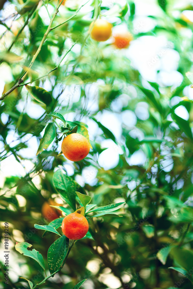 Orange tree with whole fruits. Fresh oranges on branch with green leaves, sunlight effect. Summer concept. Copy space