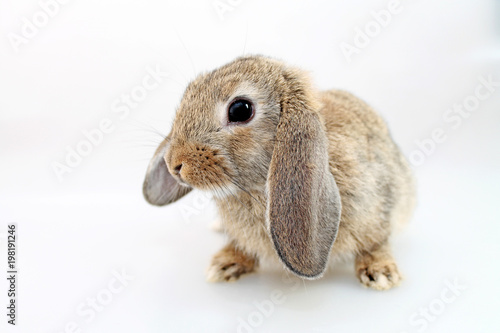 Brown Lop-earred rabbit on white background. Shooting in the studio.