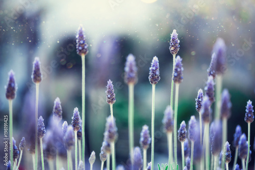 Lavender plant field. Lavandula angustifolia flower. Blooming violet wild flowers background with copy space. Selective focus. Blossom and magic spring concept.