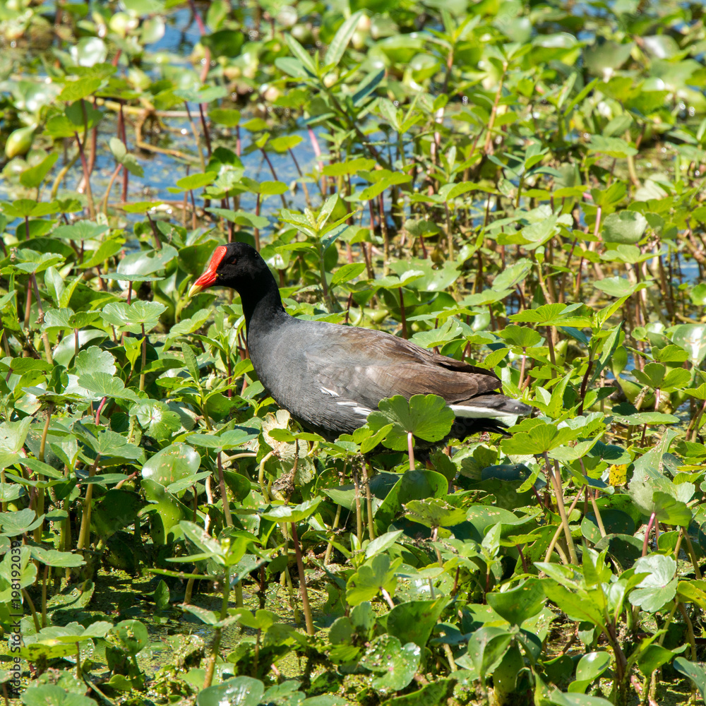Brazos Bend State Park, Texas Brazos Bend State Park, Texas