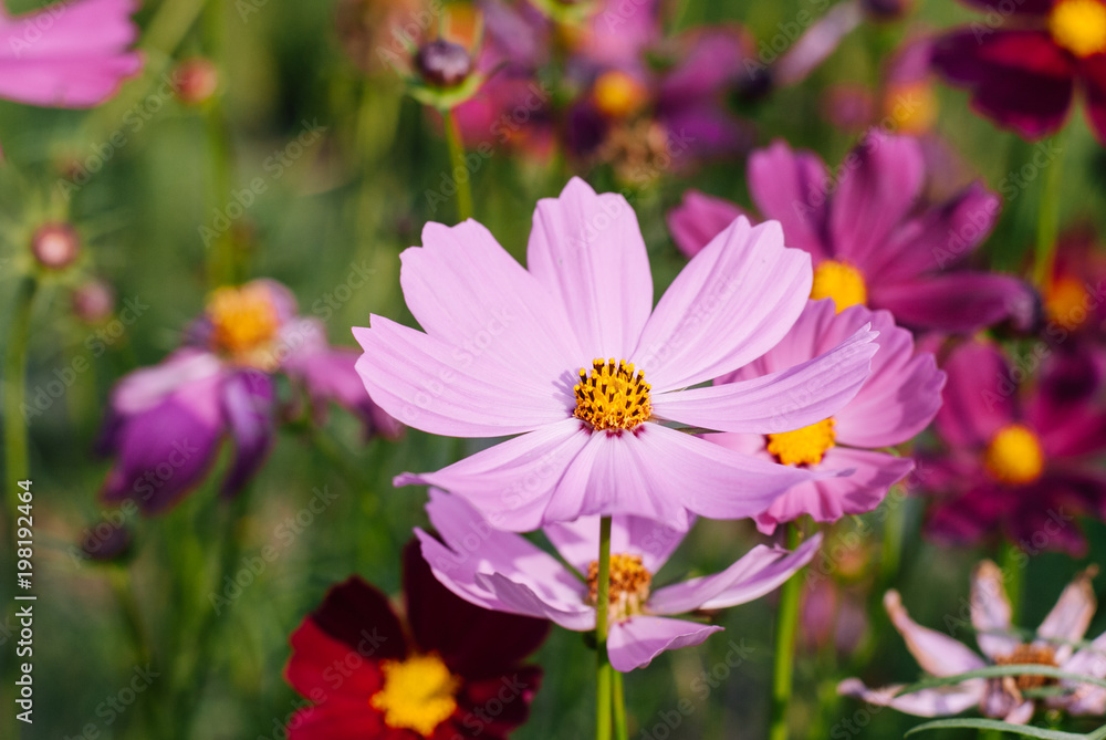 Light pink full-bloomed daisy flower focused macro on its pollen with other daisies blurred in background Light pink full-bloomed daisy flower focused macro on its pollen with other daisies blurred in background
