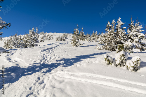 Wallpaper Mural Trodden path in the snow on the slope between spruces. Torontodigital.ca