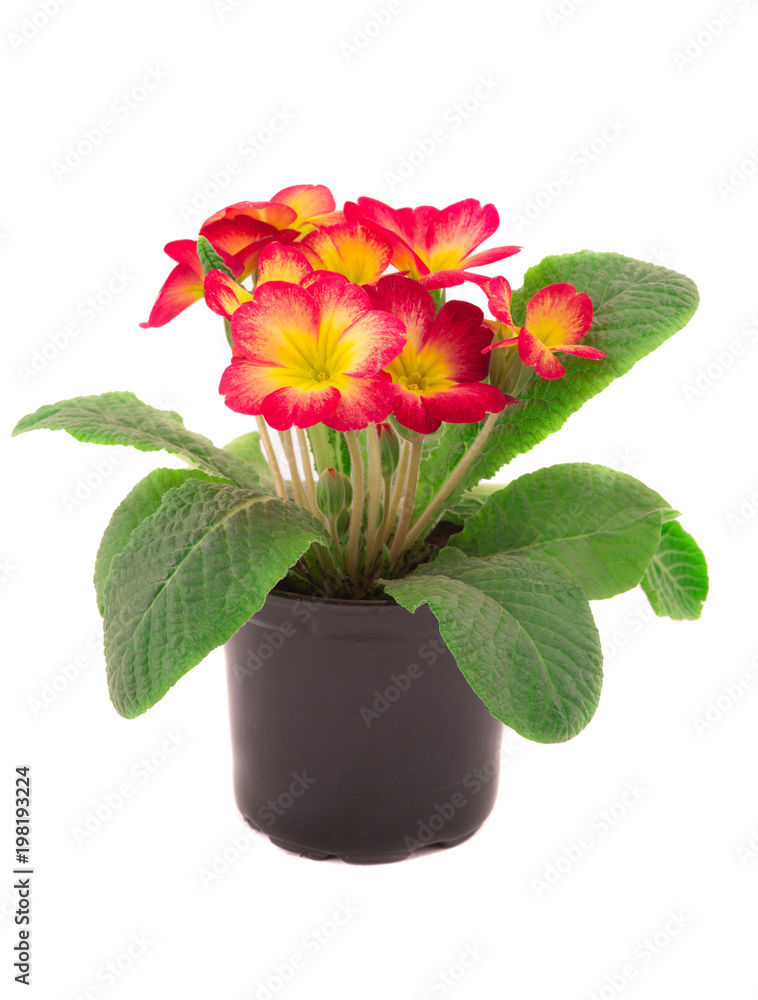 primrose primrose