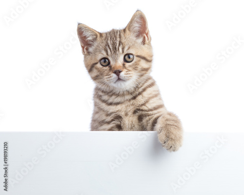 Kitten cat is hanging over blank posterboard, you add the message.