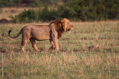 Wilde Löwen in der Steppe von Afrika Uganda 