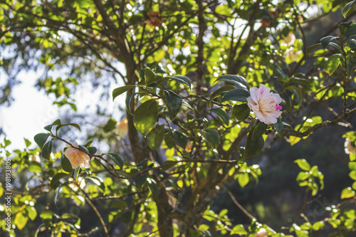 Flowers on tree
