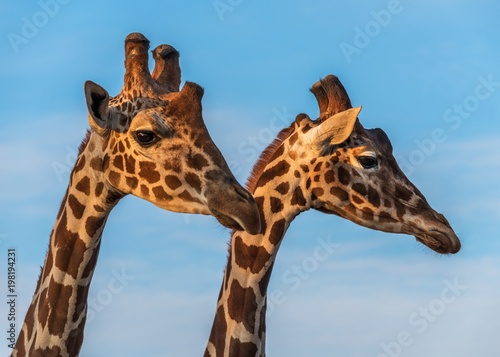Two giraffes close up view © YK