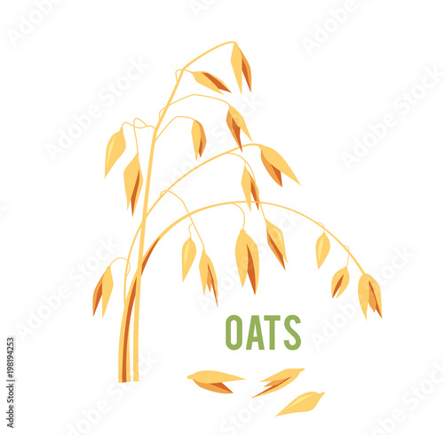 Oats cereals grain.