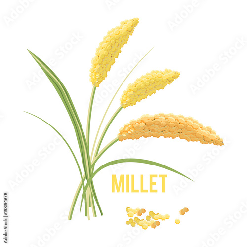 Yellow millet isolated on white background.