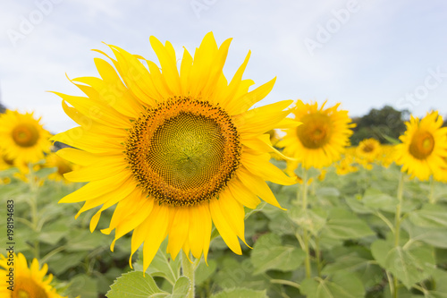 Closeup Beautiful of a Sunflower or Helianthus in Sunflower Field  Bright yellow sunflower Lopburi  Thailand
