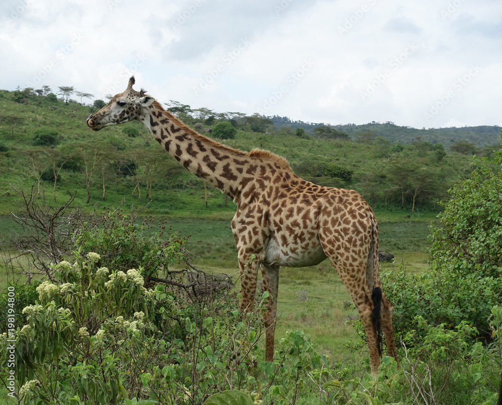 Giraffe im Arusha Nationalpark, Tansania