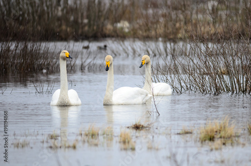 Tableau sur toile Whooper swans (Cygnus cygnus) at Lake  Hornborga, Sweden