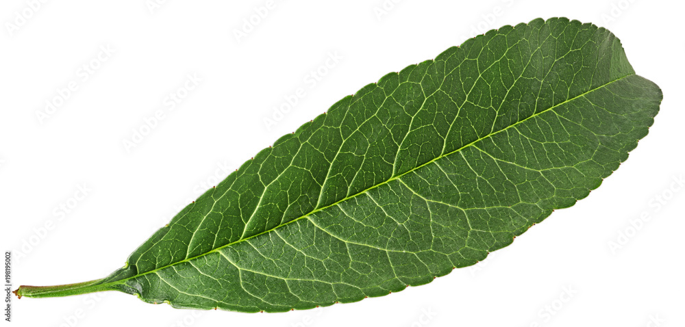 Obraz premium peach fruit green leaf