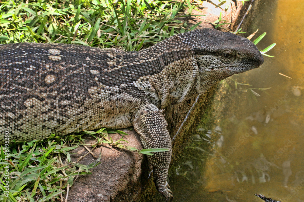 Fototapeta premium Black Throated Monitor, Varanus a. albigularis, Zimbabwe