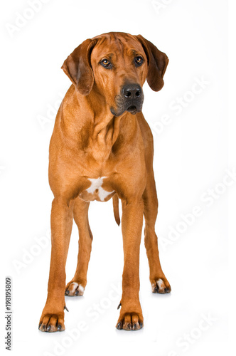 Stehender Rhodesian Ridgeback isoliert auf wei  em Grund