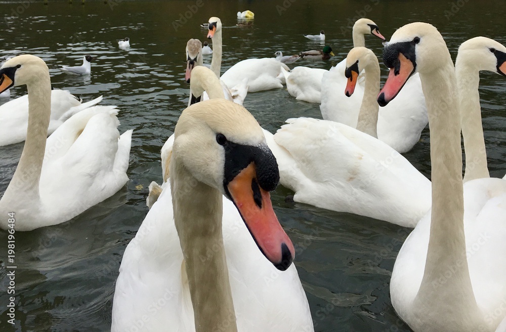Obraz premium A large group of Mute swans on a lake