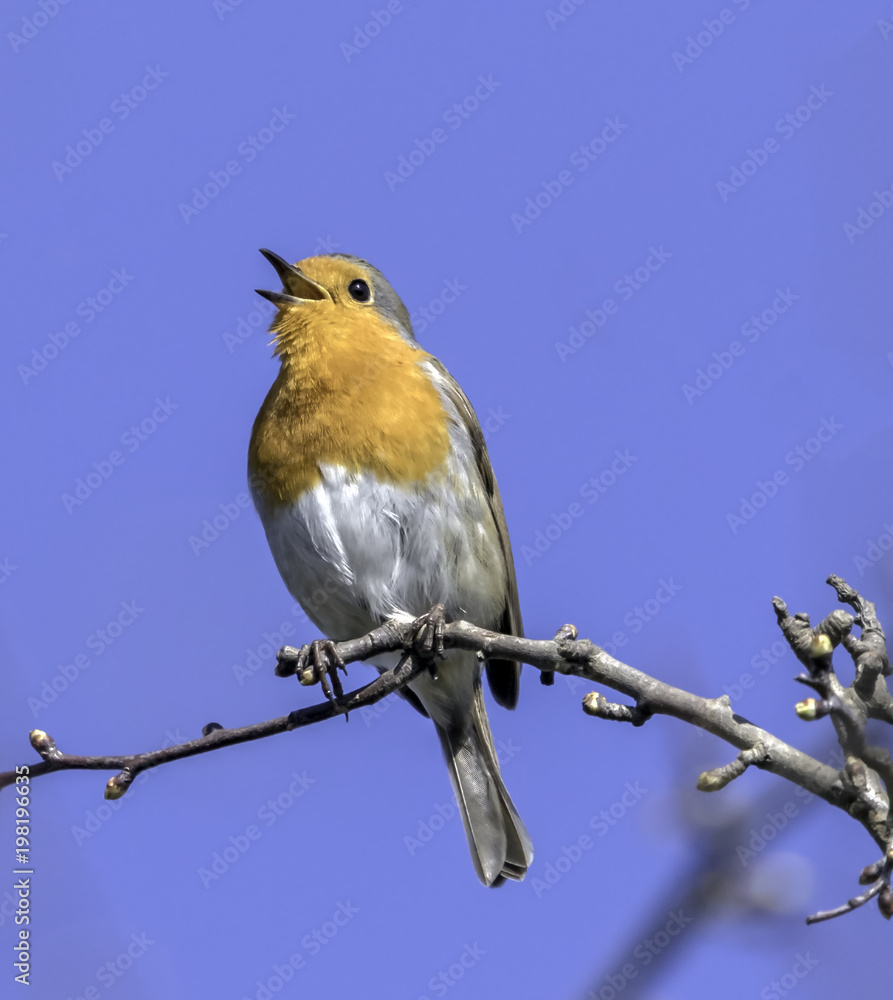 English robin calling in Spring English robin calling in Spring