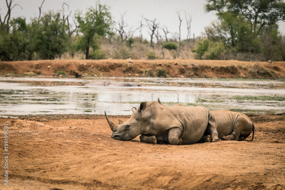 Fototapeta premium Rhinos resting near the lake, Safari in the Royal Park of Swaziland