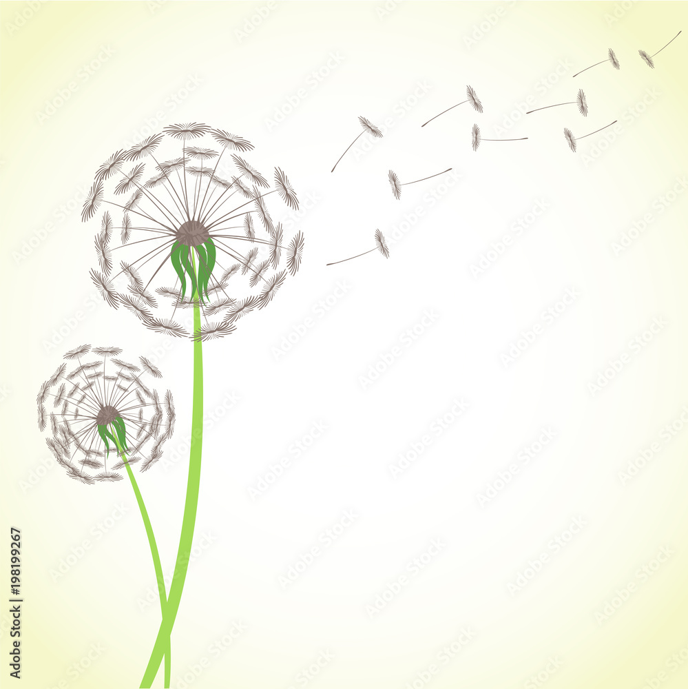 Naklejka Lata dandelion z wiatrowymi podmuchowymi latanie ziarnami odizolowywającymi na białym tle. Okwitnięcie kwiatu rośliny wektoru zapasu puszysta ilustracja