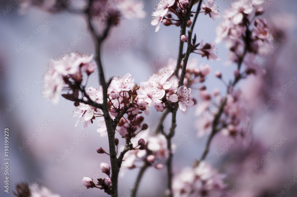 Spring in Town. Middle March. Padenghe . Italia Spring in Town. Middle March. Padenghe . Italia