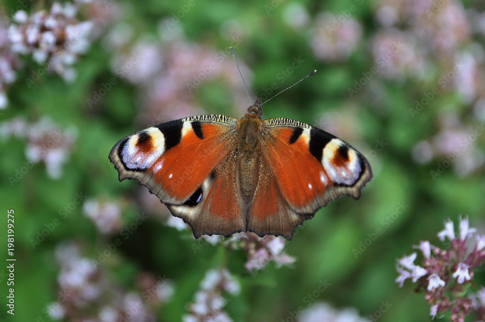 peacock butterfly eye pollinating blooming thyme peacock butterfly eye pollinating blooming thyme