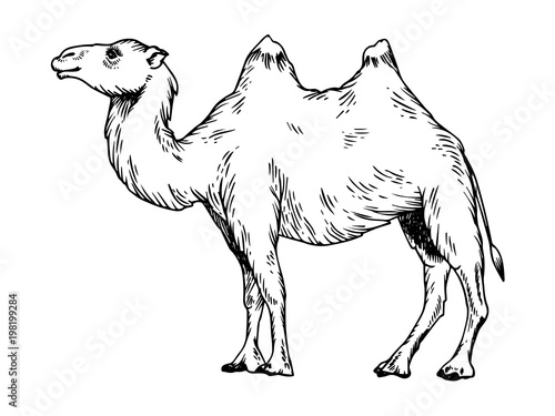 Camel engraving vector illustration