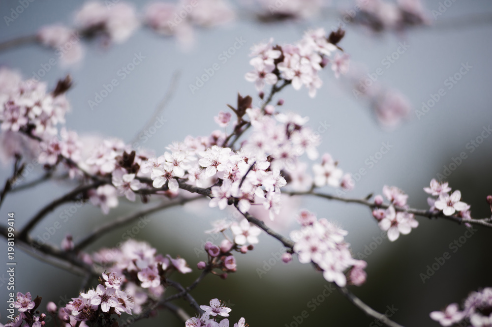 Spring in Town. Middle March. Padenghe . Italia