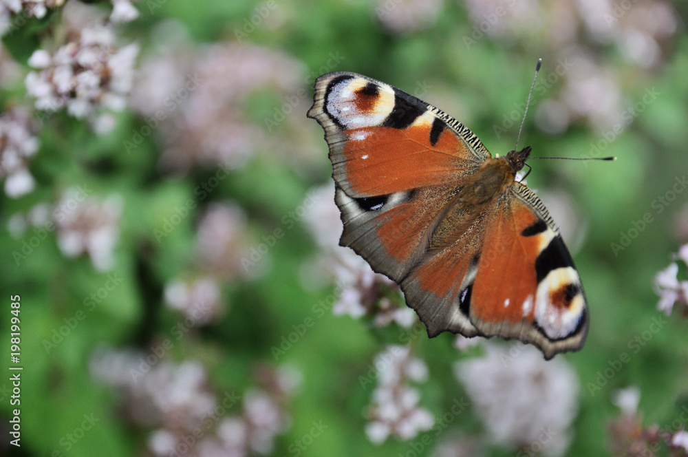 peacock butterfly eye pollinating blooming thyme peacock butterfly eye pollinating blooming thyme
