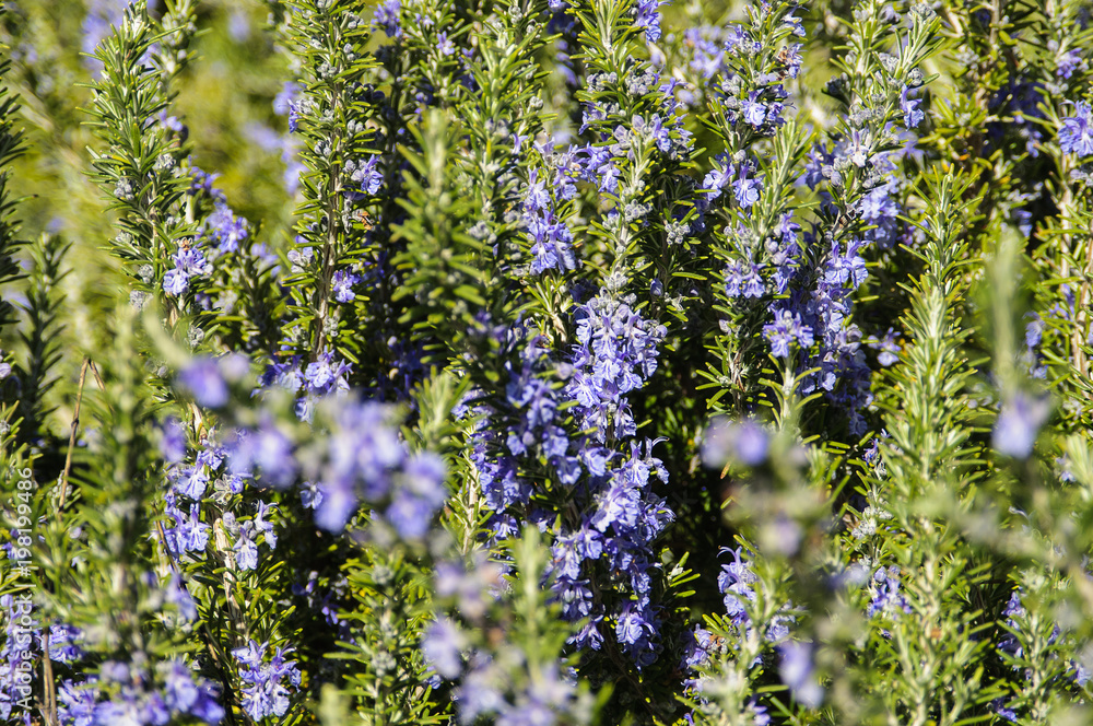 Obraz premium Rosemary plant in spring