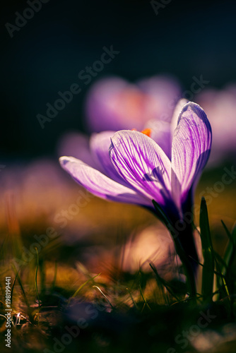 Fototapeta Naklejka Na Ścianę i Meble -  Lila Krokus