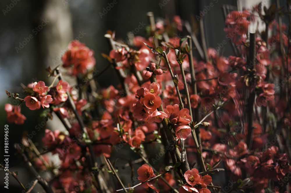 Spring in Town. Middle March. Padenghe . Italia Spring in Town. Middle March. Padenghe . Italia