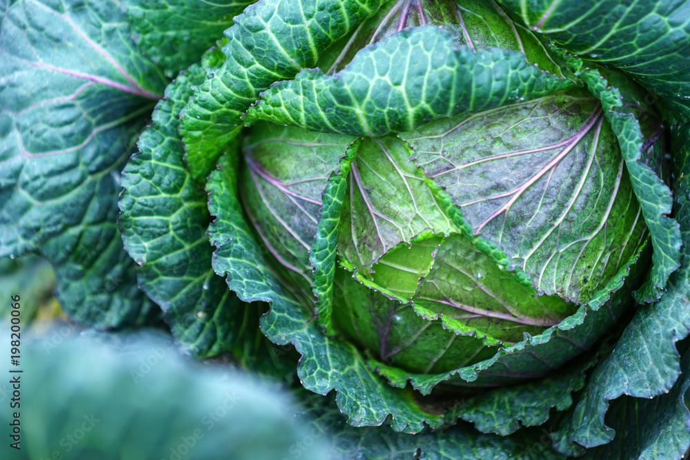 Fototapeta premium Natural patterns of fresh cabbage