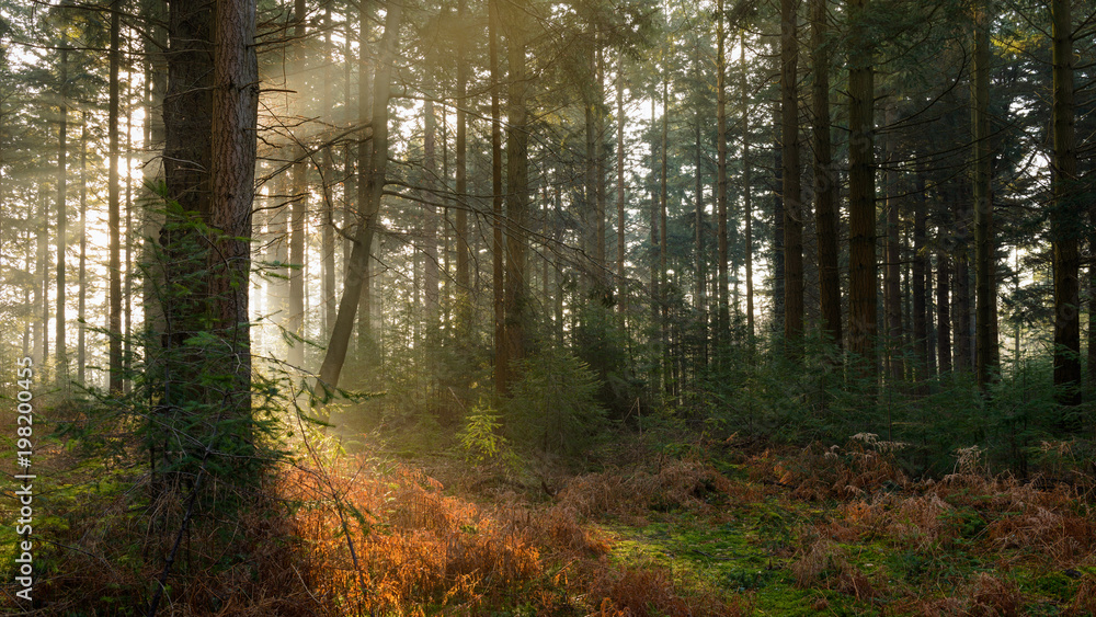 Obraz premium Bolderwood rano I