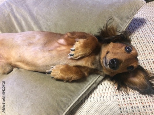 ミニチュアダックス ペット 安心 仰向け 