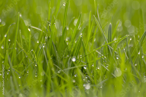 Morning drops of dew on green grass