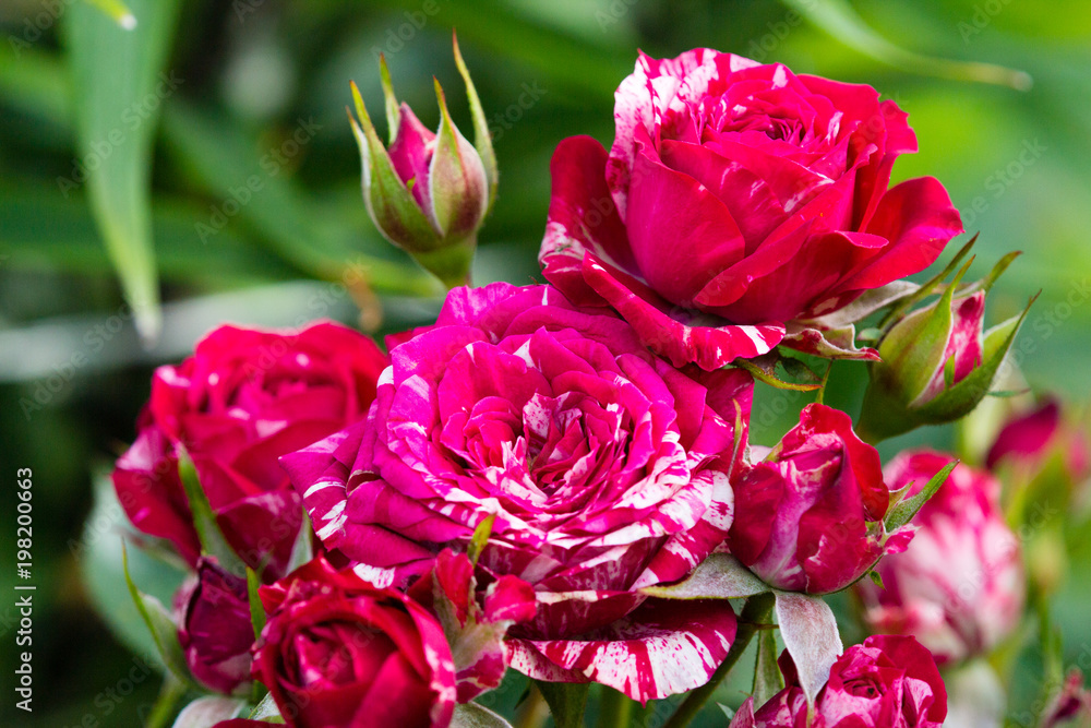 Beautiful flowers in a summer garden in the afternoon Beautiful flowers in a summer garden in the afternoon