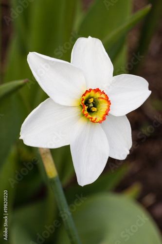 Fototapeta Naklejka Na Ścianę i Meble -  Beautiful flowers in a summer garden in the afternoon