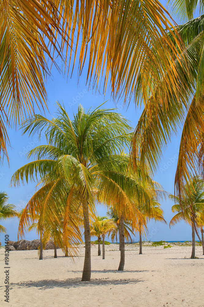 Coconut palms on a wild sandy beach on a wild island