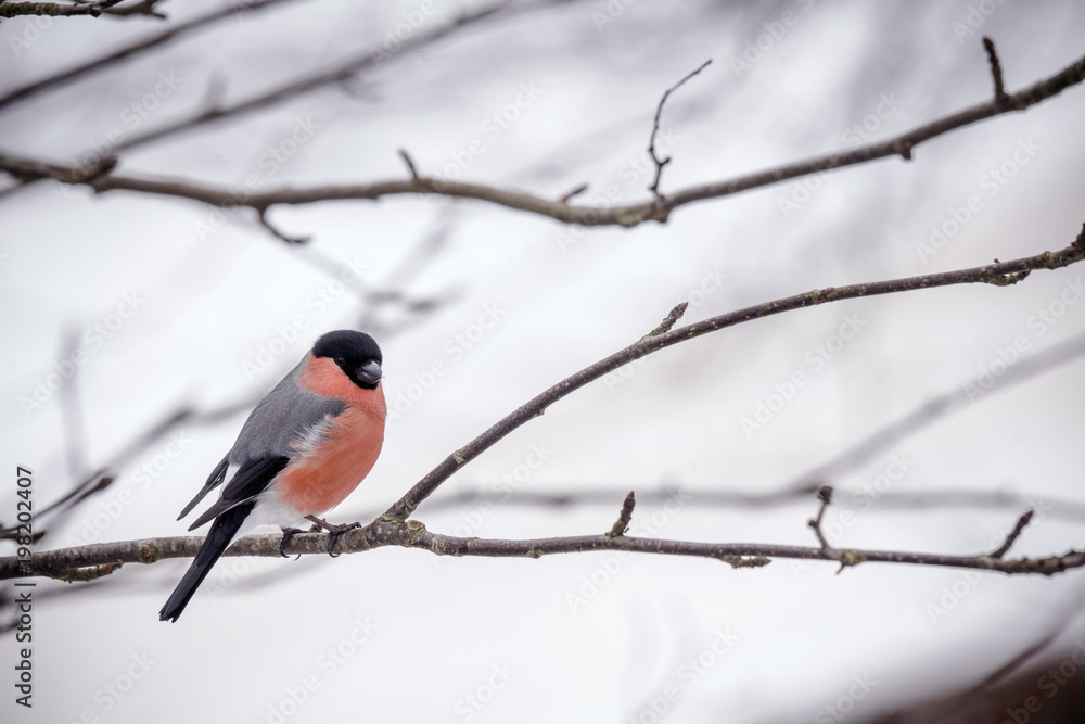 Naklejka premium Eurasian Bullfinch sitting on a twig in the winter