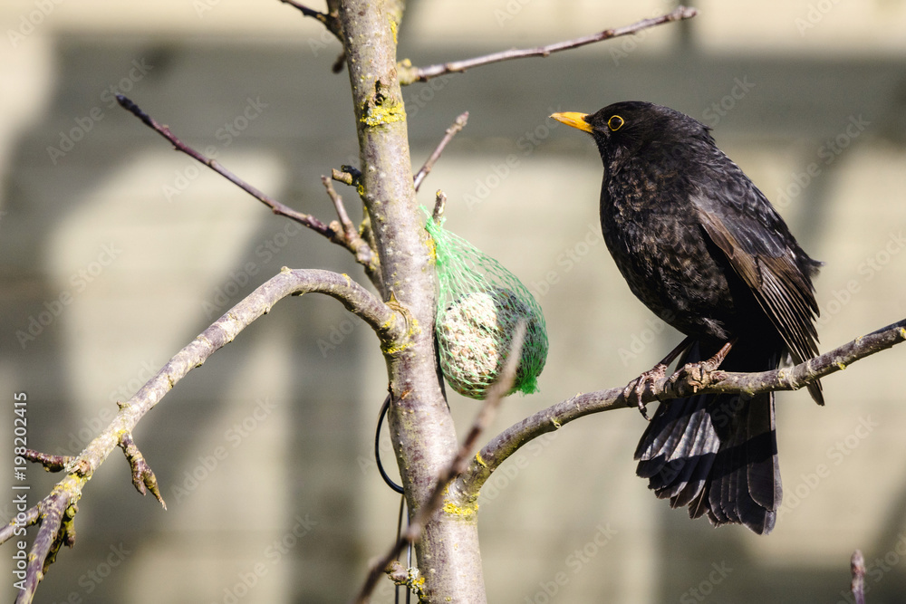 Blackbird sitting on a branch next to a birdfeeder Blackbird sitting on a branch next to a birdfeeder
